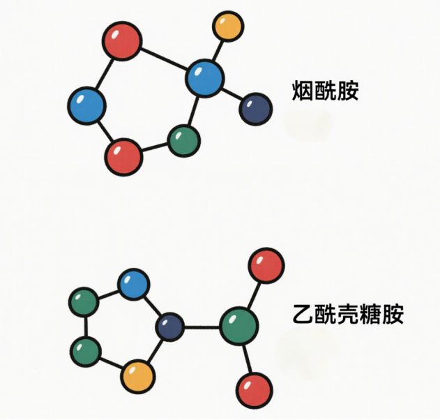 美白通路全覆盖！烟酰胺+乙酰壳糖胺：教科书级的「复配美学」，早C晚A之外的新选择！