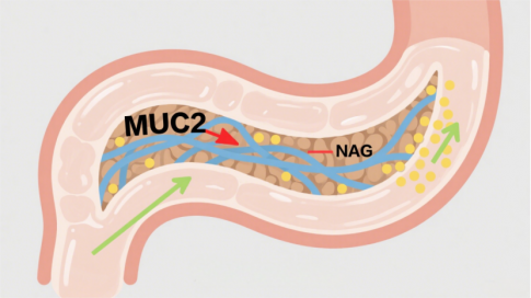肠道健康新密码：新一代益生菌AKK的“黄金燃料”——N-乙酰氨基葡萄糖 (NAG)