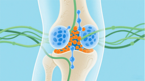 关节三剑客：N-乙酰氨基葡萄糖、MSM与软骨素的协同奥秘