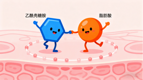 乙酰壳糖胺 + 脂肪酸：1+1>2的协同护肤新策略