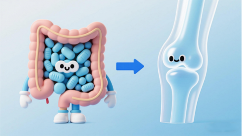 “肠”护关节新策略：当N-乙酰氨基葡萄糖遇见菊粉